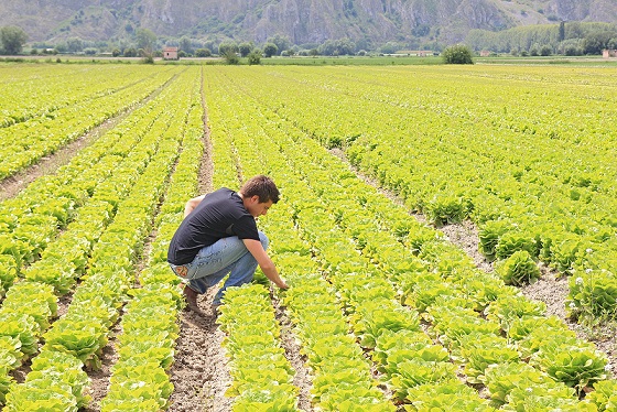 regione lazio agricoltori babdi giovani il corriere della provincia ciociaria frosinone