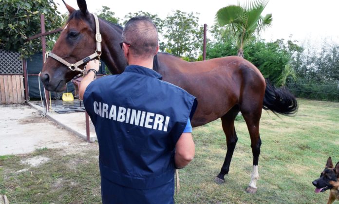 carabinieri cavalli il corriere della provincia ciociaria frosinone
