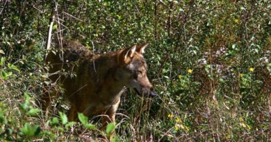 lupi parco aurunci il corriere della provincia ciociaria frosinone pico pontecorvo leonola campodimele fondi