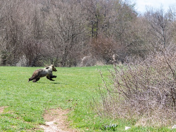 orsi parco nazionale abruzzo lazio molise il corriere della provincia ciociaria frosinone