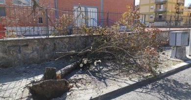isola del liri albero caduto il corriere della provincia ciociartia frosinone