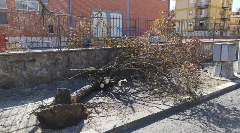 isola del liri albero caduto il corriere della provincia ciociartia frosinone