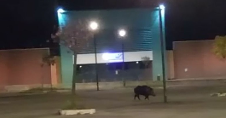 cinghiale ascensore inclinato frosinone il corriere della provincia ciociaria
