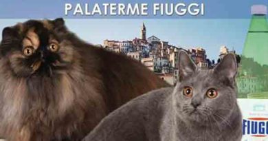 Gatti Fiuggi mostra felina il corriere della provincia frosinone ciociaria