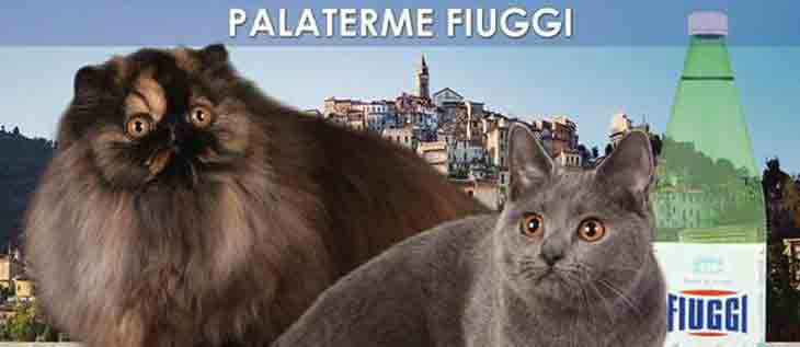 Gatti Fiuggi mostra felina il corriere della provincia frosinone ciociaria