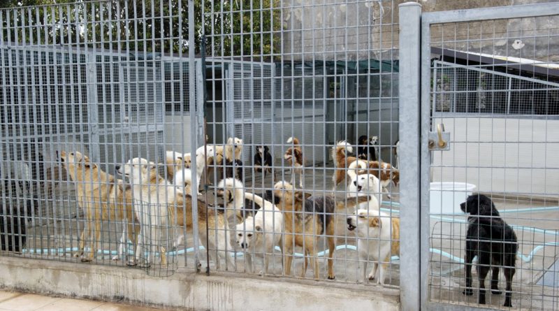 canile randagismo il corriere della provincia