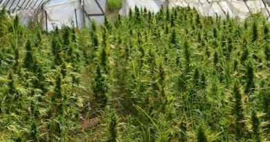 marijuana carabinieri il corriere della provincia