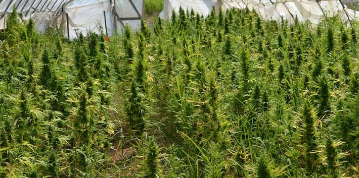 marijuana carabinieri il corriere della provincia