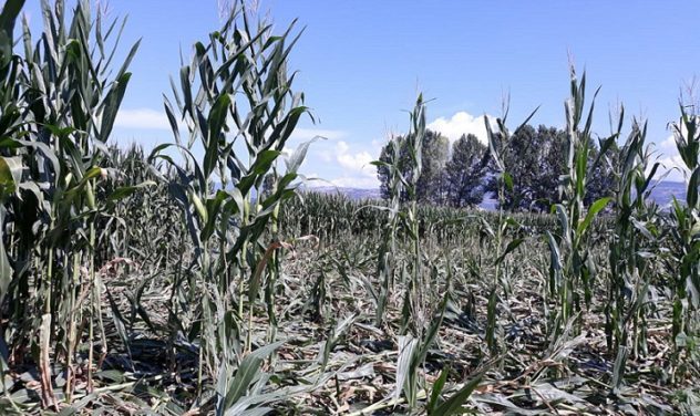 campo mais anagni il corriere della provincia