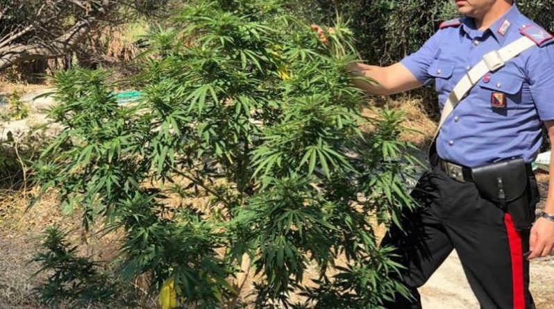 marijuana sequestro carabinieri il corriere della provincia