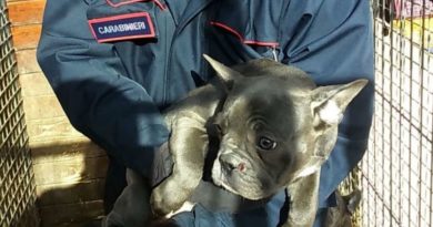 cani carabinieri truiffa cuccioli pontecorvo frosinone ciociaria cassino roma