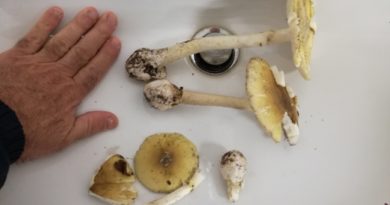 funghi velenosi intossicati ferentino asl frosinone