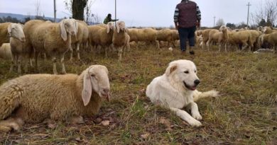 pastore gregge il corriere della provincia