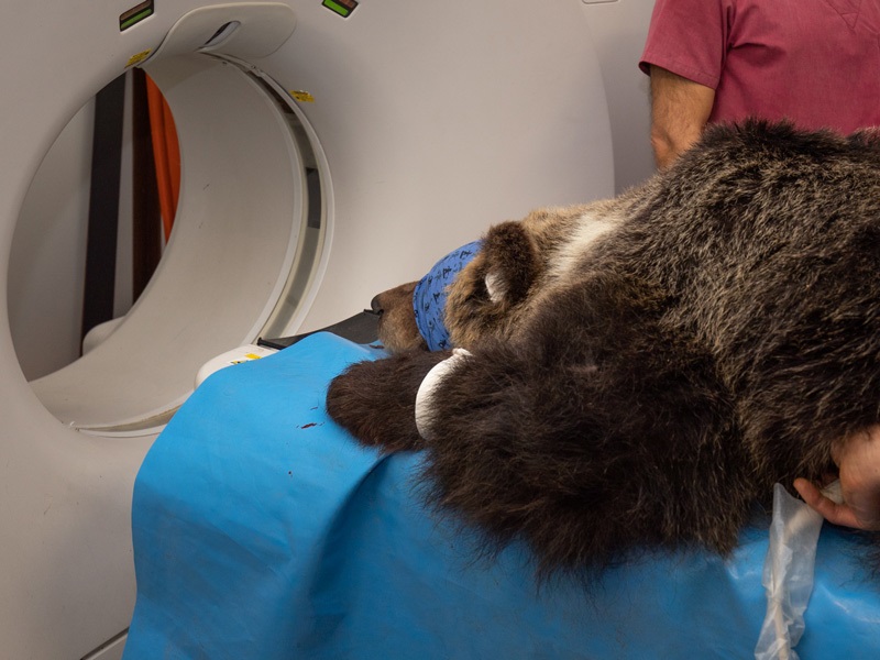 orso lauretta abruzzo