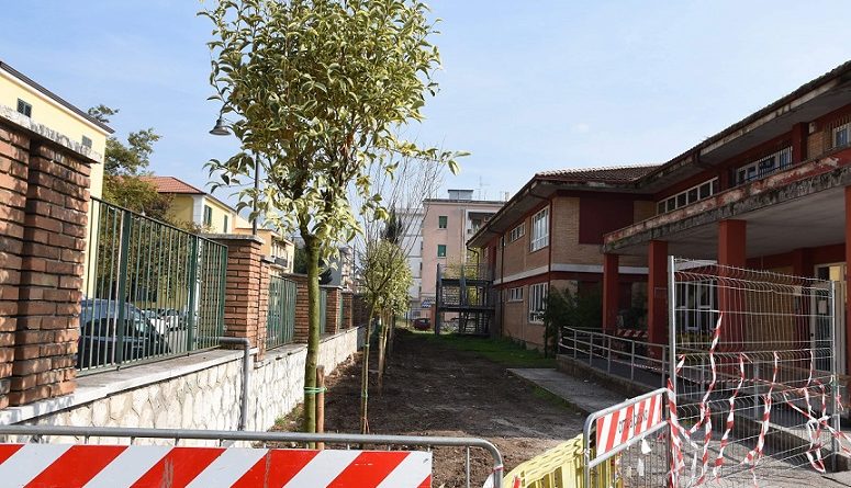 alberi cassino il corriere della provincia