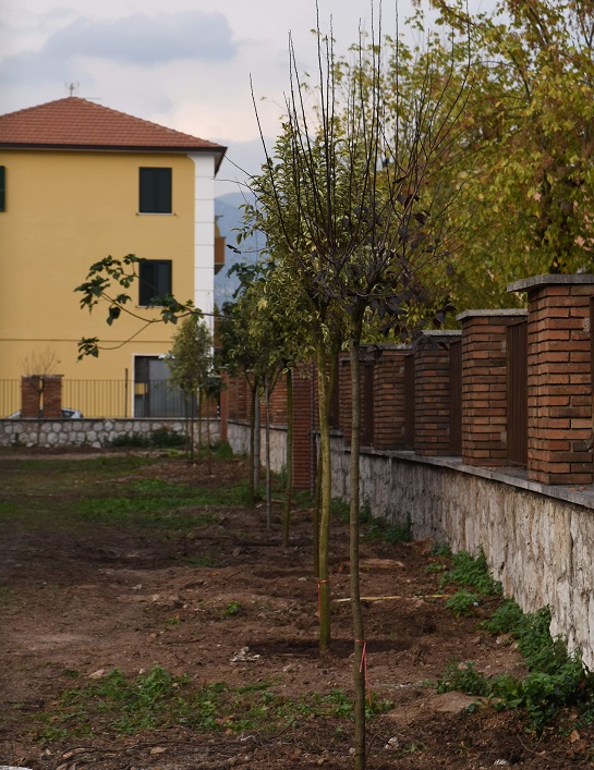 alberi cassino il corriere della provincia