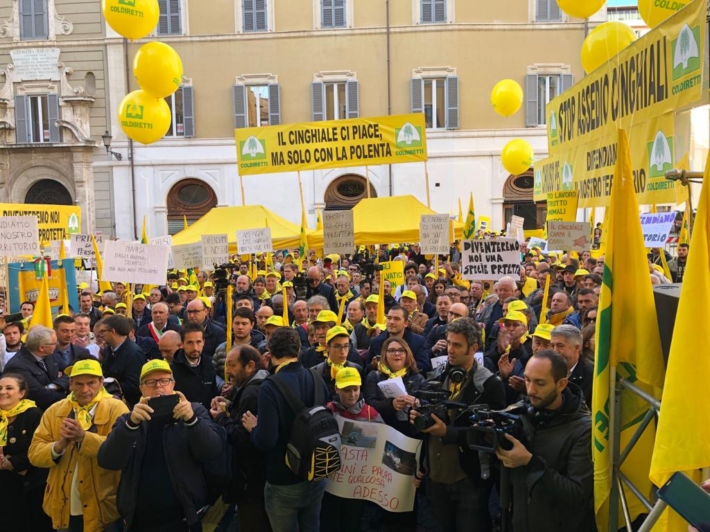 cinghiali emergenza coldiretti