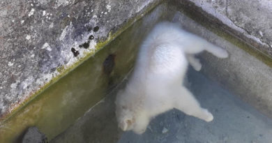 acqua fontanile cuccioli piglio il corriere della provincia