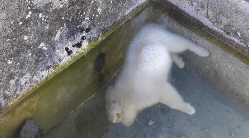 acqua fontanile cuccioli piglio il corriere della provincia