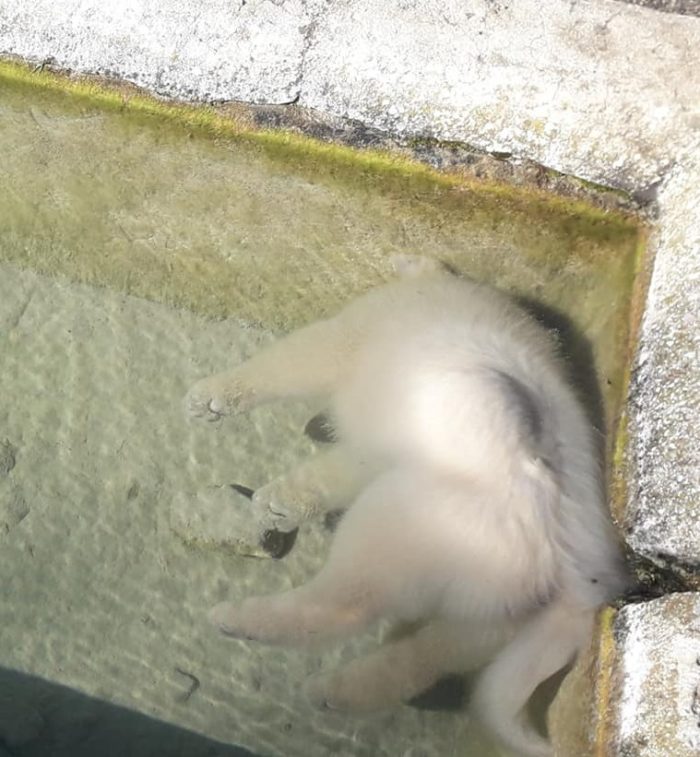 acqua fontanile cuccioli piglio il corriere della provincia