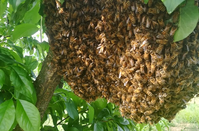 nido api corriere della provincia