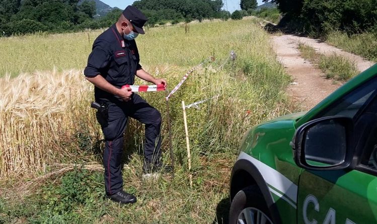 sequestro forestale il corriere della provincia