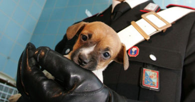 cucciolo cane carabinieri il corriere della provincia