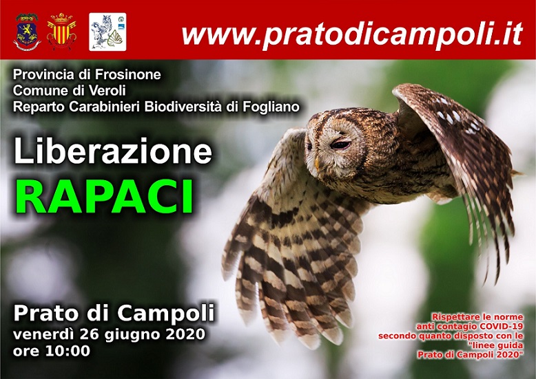 liberazione rapaci il corriere della provincia