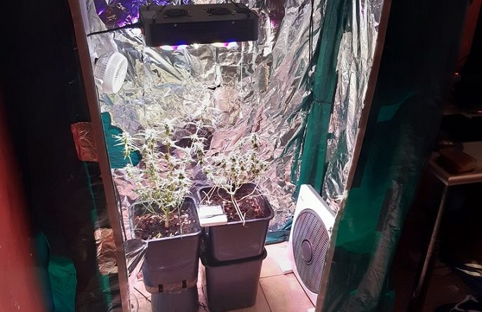 coltivazione droga casa