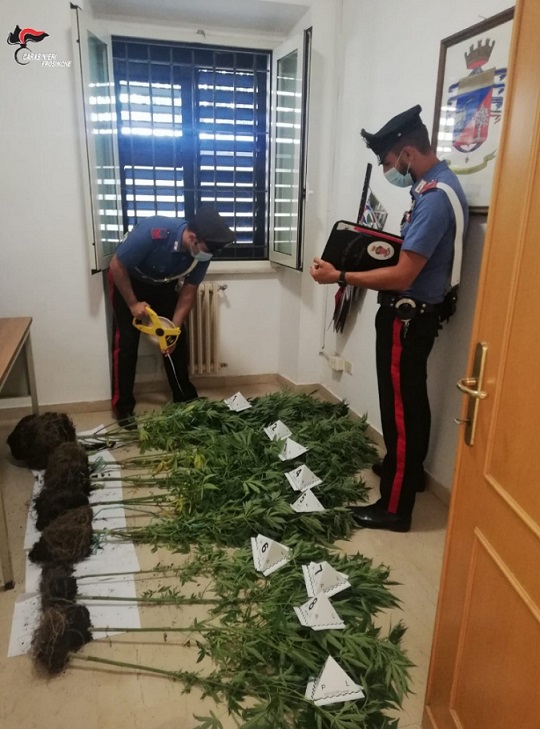 marijuana piante roccasecca