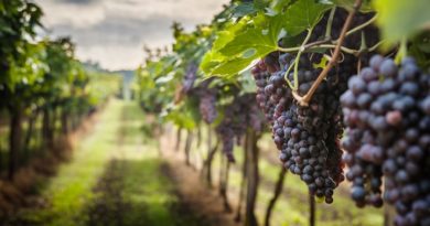 vigneti