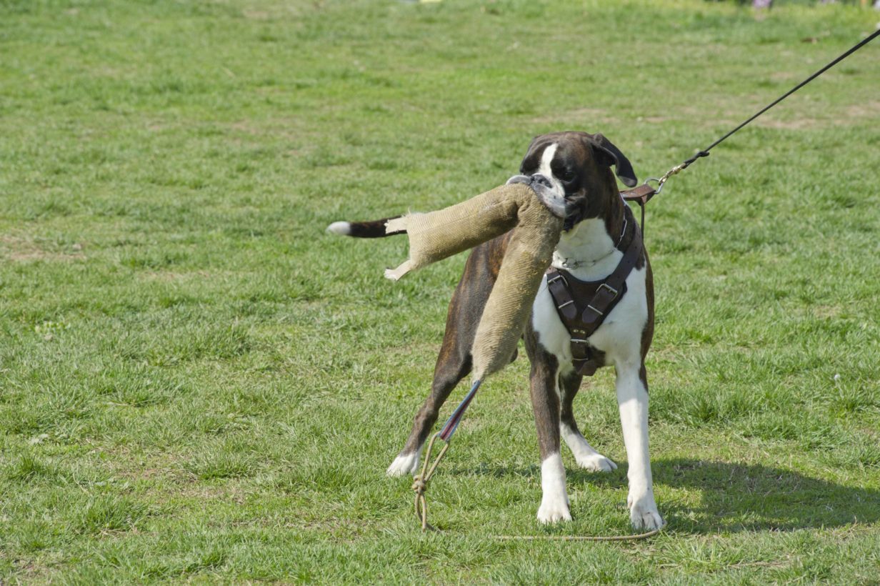 addestramento cani