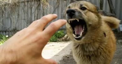 cane aggressione