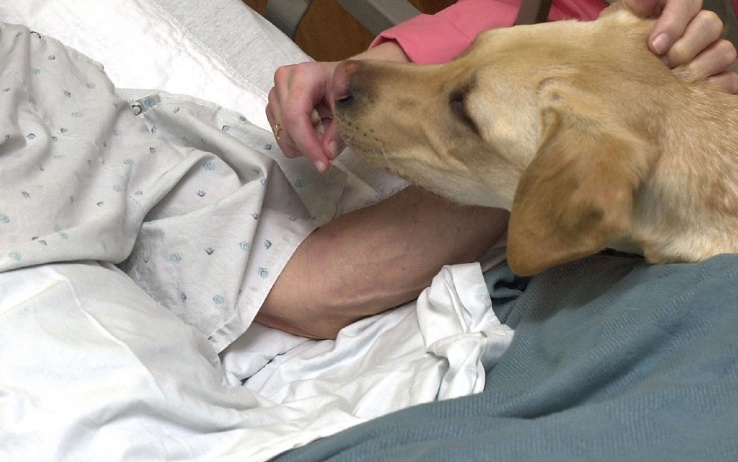 animale ospedale