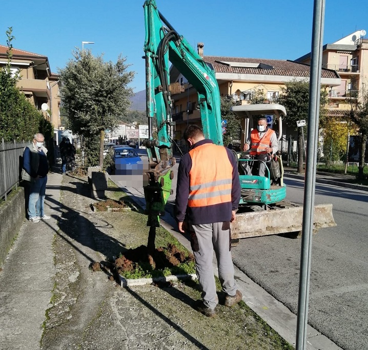 piantumazione alberi