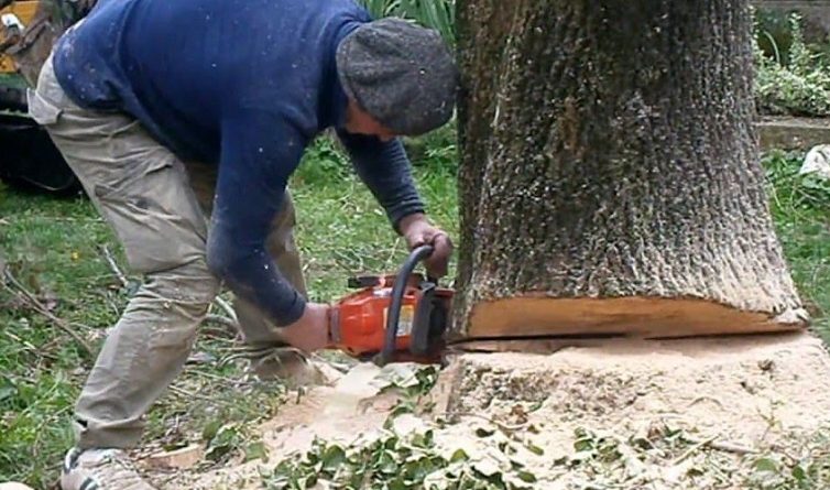 taglio quercia