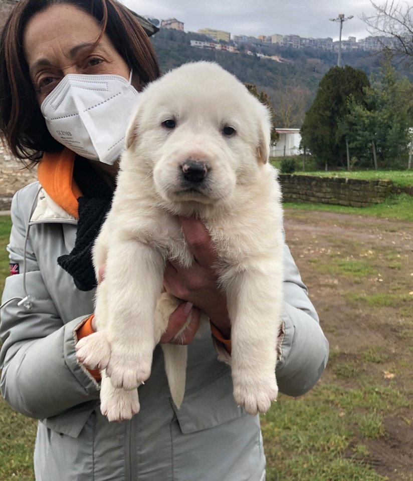 cuccioli paliano