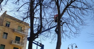 potatura alberi frosinone