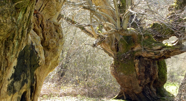 attualità ambiente evento ecologia Colle San Magno Ciociaria Frosinone Museo vivo della memoria Pro Loco Settare bosco passeggiata ecologica itinerario percorso itinerario di ecostoria appuntamento camminatori mezzi ecologici castagneto secolare caratteristiche storiche del territorio mestieri del bosco area di sosta