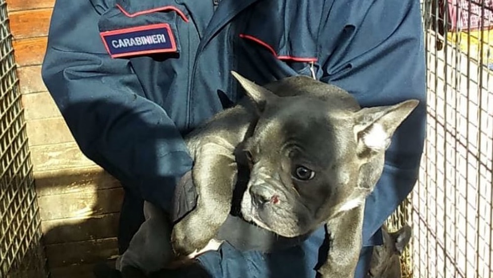 cuccioli-carabinieri cuccioli-carabinieri truffa pontecorvo frosinone ciociaria
