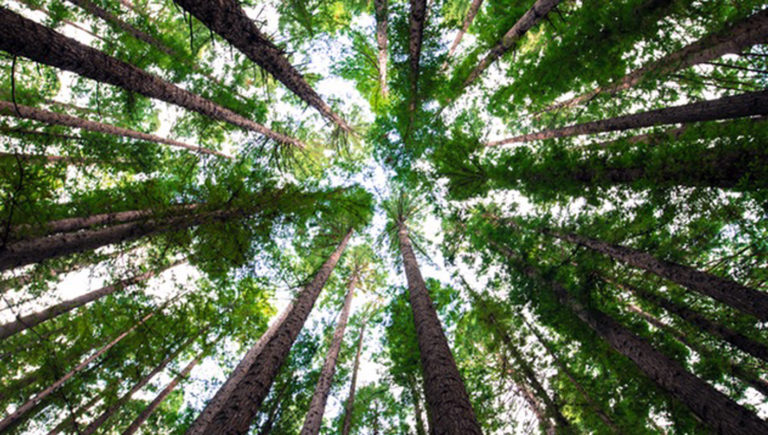 Frosinone, Urban Forestry finanziato dalle sanzioni da danno ambientale