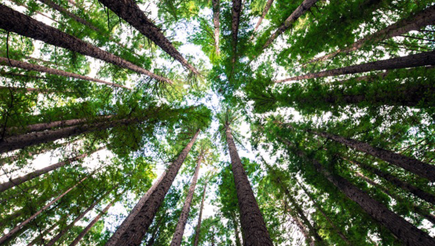 Foresta attualità ambiente Frosinone Ciociaria alberi zona verde Urban Forestry sanzioni danno ambientale Giunta Ottaviani progetto “Folium” – Urban Forestry risanamento della qualità dell’aria riduzione delle emissioni Comune di Frosinone Massimiliano Tagliaferri territorio comunale vegetazione arborea e arbustiva aree di intervento