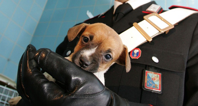 cucciolo-carabinieri
