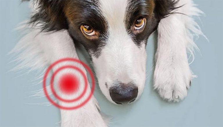 Salute – 1 cane su 5 soffre di artrosi. Arriva il test per scovare la malattia