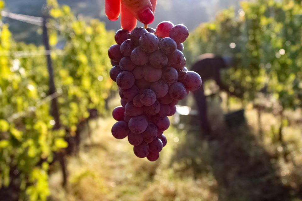 vendemmia-biodinamica vendemmia biodinamica
