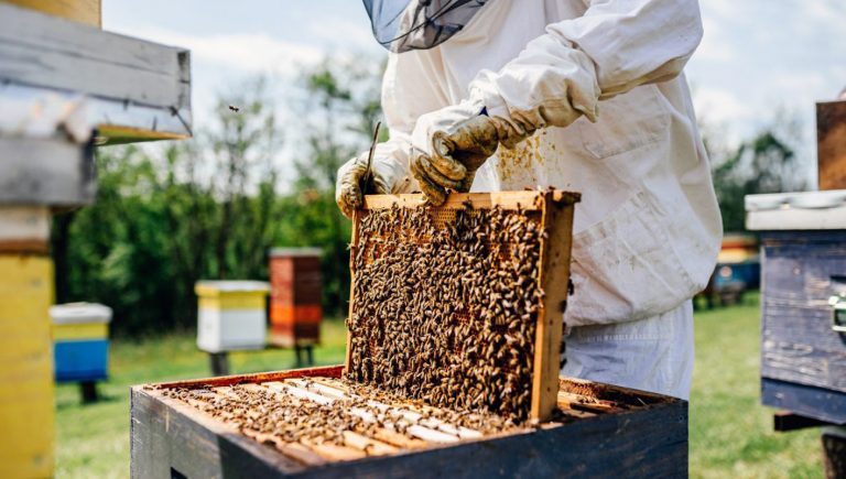 Cambiamenti climatici, apicoltura ciociara in ginocchio: la denuncia di Confagricoltura Frosinone