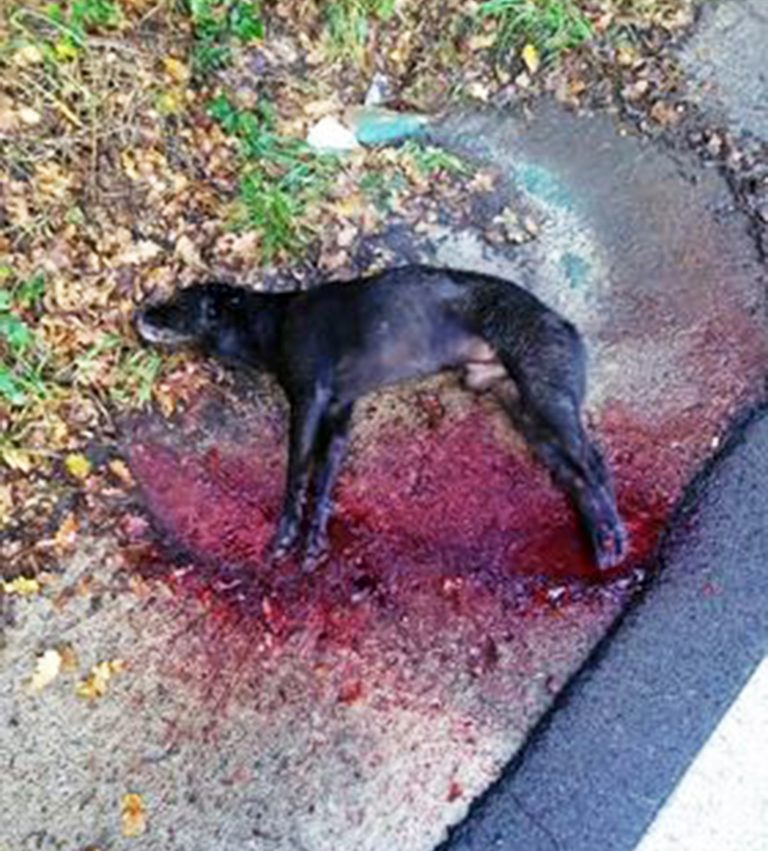 Ceccano – ‘I miei cani avvelenati e presi a fucilate’: foto e racconto del proprietario