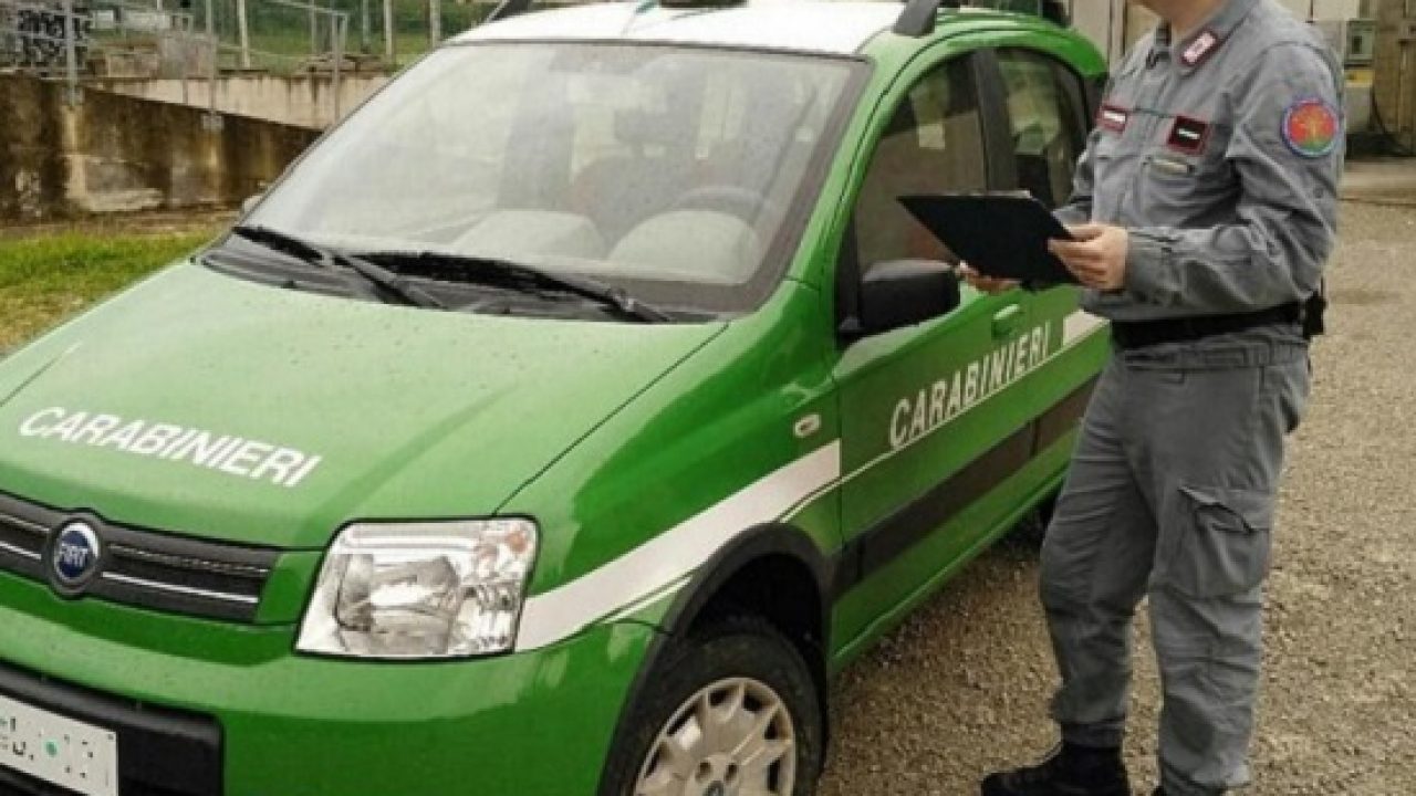 cc forestali carabinieri forestali incendi