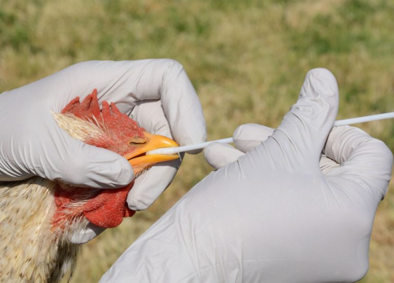 Influenza aviaria: accertato un caso ai confini con la Ciociaria. Scatta l’allarme