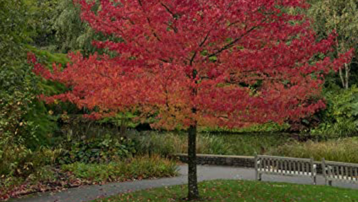 Liquidambar - SITO